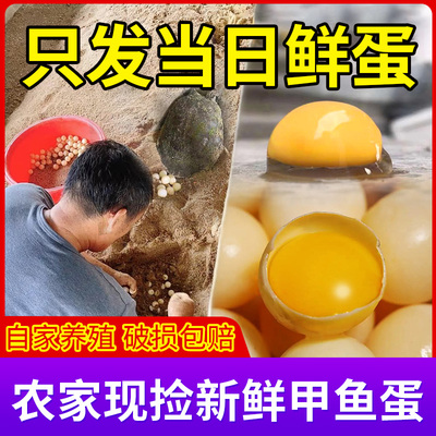 2026年鲜头窝甲鱼蛋当日现捡现发