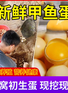 农家新鲜食用甲鱼蛋头窝鳖蛋