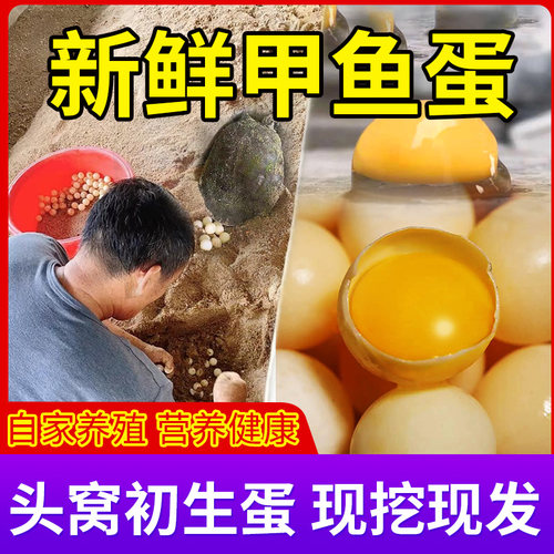 农家新鲜食用甲鱼蛋头窝鳖蛋