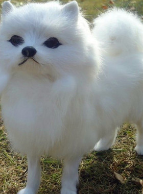 仿真博美犬 仿真狗 动物模型宠物玩具 摄影舞台道具 园林装饰摆件
