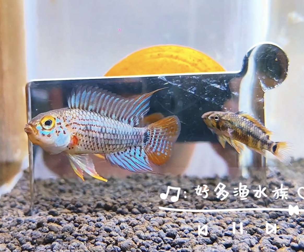 小型热带观赏鱼南美短鲷鱼达比切短鲷达比切红尾