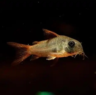 活体鱼小红帆鼠鱼野采红帆鼠鱼小型热带观赏鱼