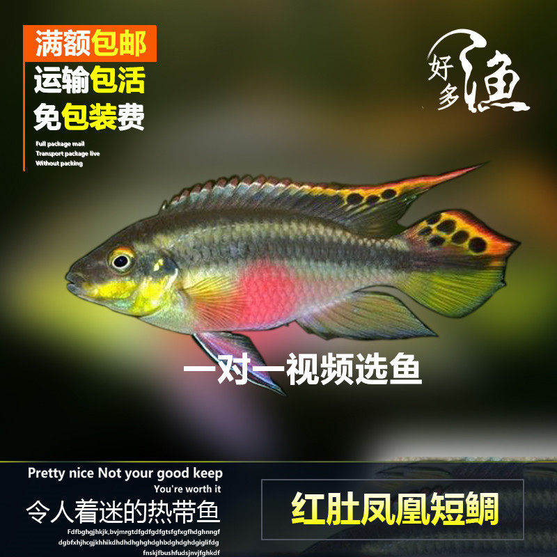 买六送一西非凤凰红肚凤凰短鲷淡水热带观赏鱼活体(好多渔水族)
