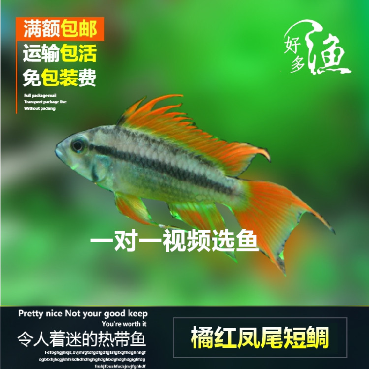 特价橘帆凤尾短鲷南美短鲷热带观赏鱼橘红凤尾淡水热带观赏鱼活体