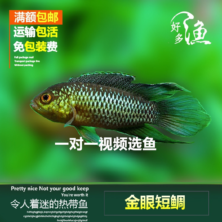 金眼短鲷 矮丽鱼 黄眼袖珍慈鲷百科图片 饲养繁殖 雌雄鉴别 Sbike