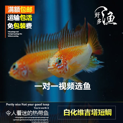 南美短鲷活体宠物鱼黄金维吉塔