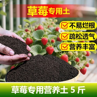 草莓专用土料种营养土发黄叶子发黑焦黄枯萎卷曲斑病虫害种植家用