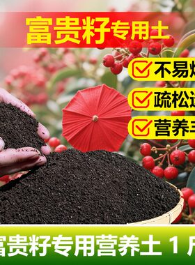 富贵子专用土料富贵籽树营养土开花肥结果促使发芽促长新种植家用