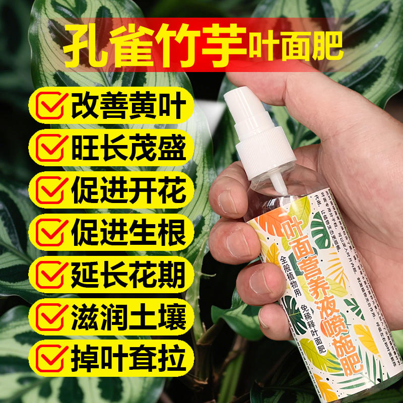 孔雀竹芋专用肥料盆栽绿植彩叶芋水培土培营养液叶面肥水溶化肥料