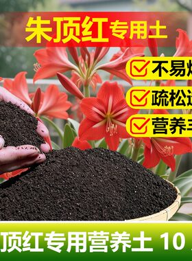 朱顶红专用土料大种球种植盆栽朱顶红花肥营养土种植肥花卉土家用