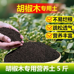 胡椒木专用土料盆景植物清香胡椒木盆栽土培养殖营养土花卉土家用