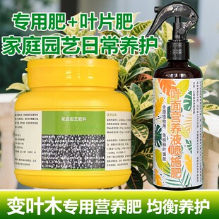变叶木用肥料花肥七彩洒金榕营养液长新枝叶发新芽爆枝繁茂叶面肥