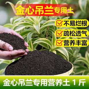 金心吊兰专用土料土营养土长藤条旺长须根茂密翠绿长抽苔种植家用