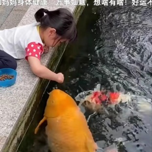 陶瓷餐具盲盒宠粉惊喜高颜值外贸盘子泡面碗水杯随机福袋试手气