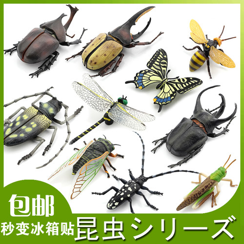 标本模型蜜蜂蜻蜓独角仙知了虫子
