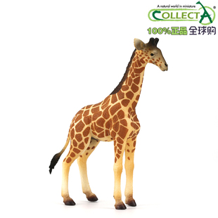 英国CollectA我你他仿真野生模型动物玩具88535网纹长颈鹿幼崽