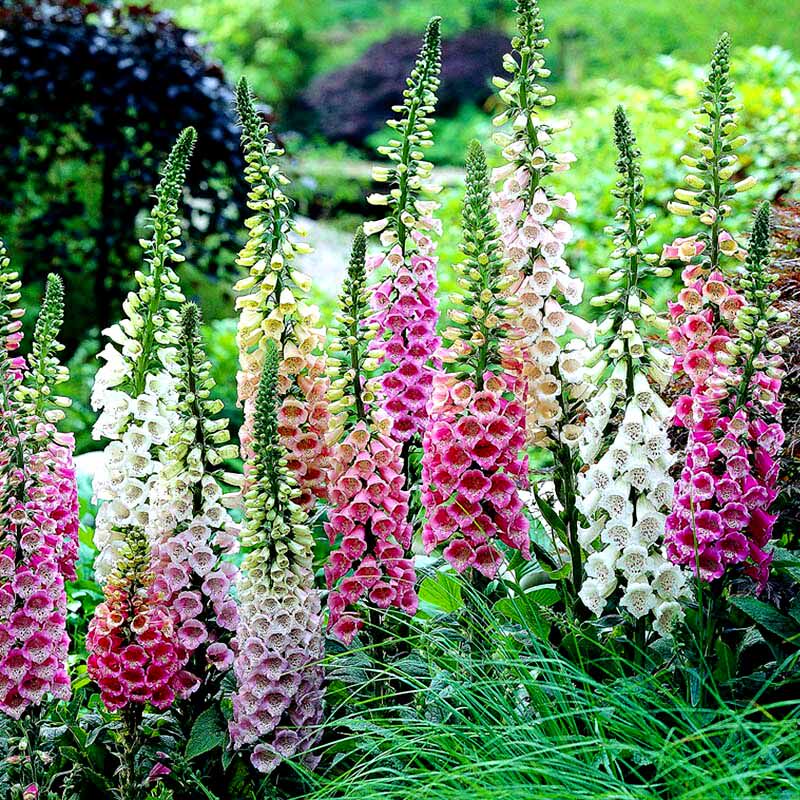 毛地黄种子指顶花吊钟花籽可切花阳台庭院花园可盆栽用小铲子播种