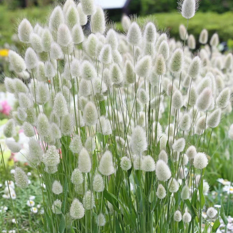 兔尾巴草开花毛茸茸阳台空盆