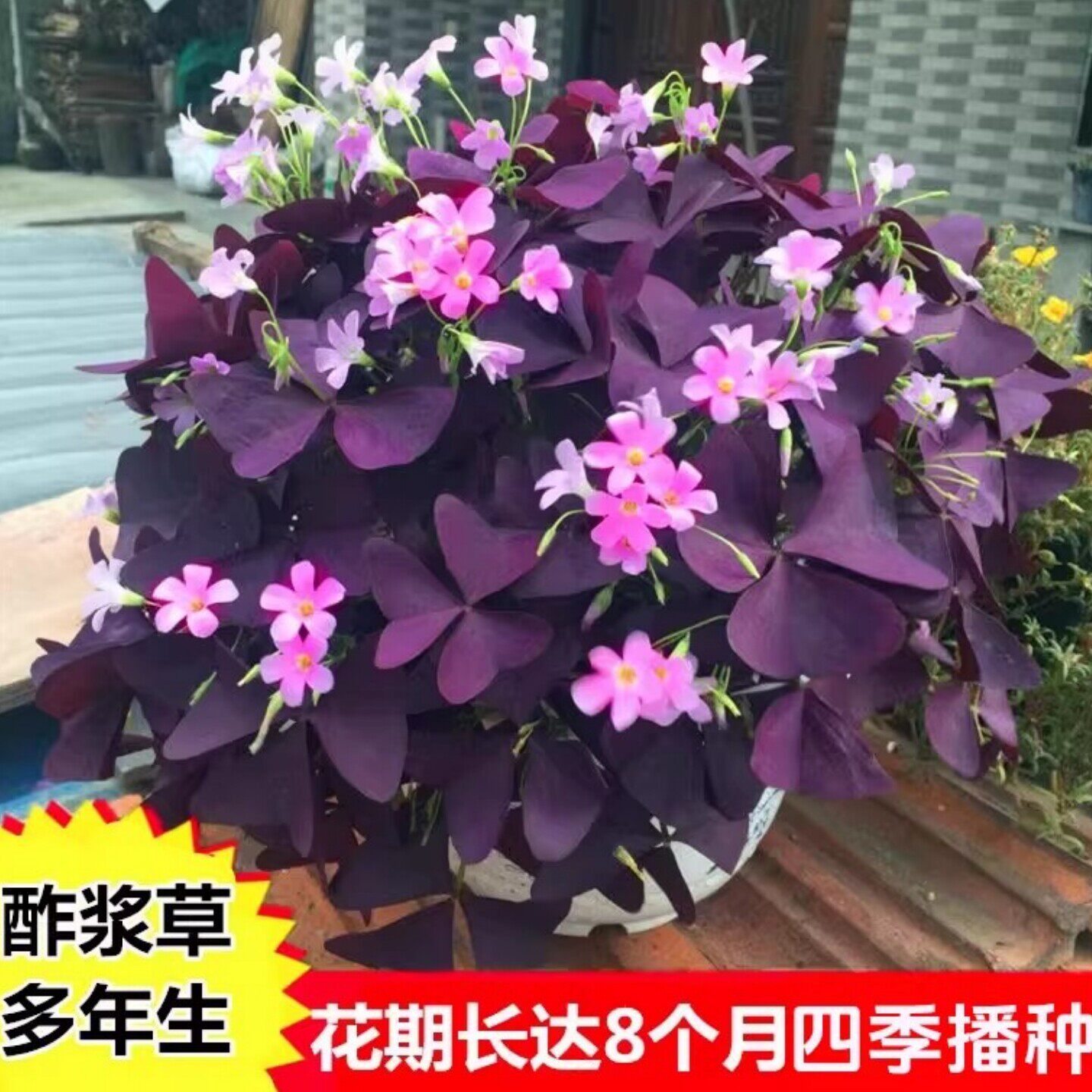 红花三叶草紫花幸运草 四季易种酢浆草种子种球种根 室内盆栽花卉