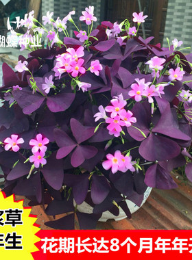 红花三叶草紫花幸运草 四季易种酢浆草种子种球种根 室内盆栽花卉