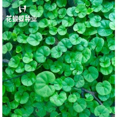 马蹄金种子草籽草坪种子金钱草铜钱草种子四季常青耐寒耐高温绿化
