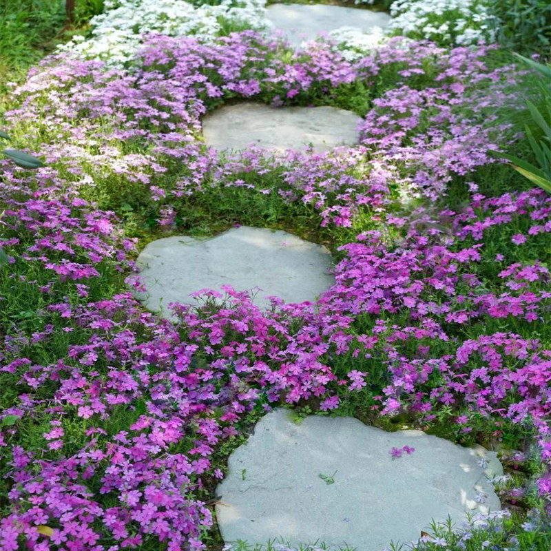 低矮耐寒芝樱花种子福禄考花籽四季室外播种北方阳台见土就活花种