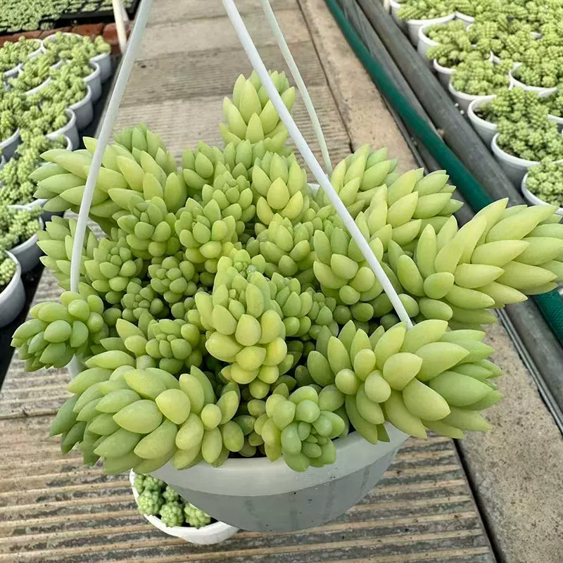 雪花玉坠多肉老桩群生室内阳台