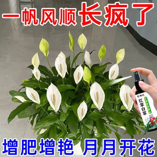 红掌白掌专用肥一帆风顺催花