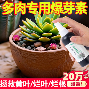 优芽素多肉专用爆芽素促生长营养液促侧芽花卉绿植通用发芽矮胖素