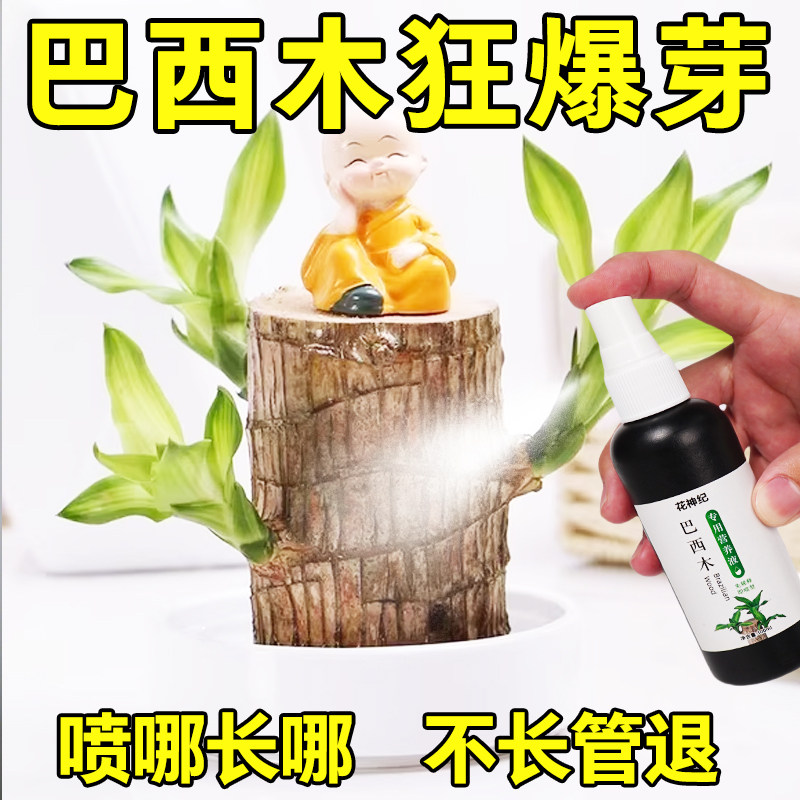 水培巴西木营养液幸运木