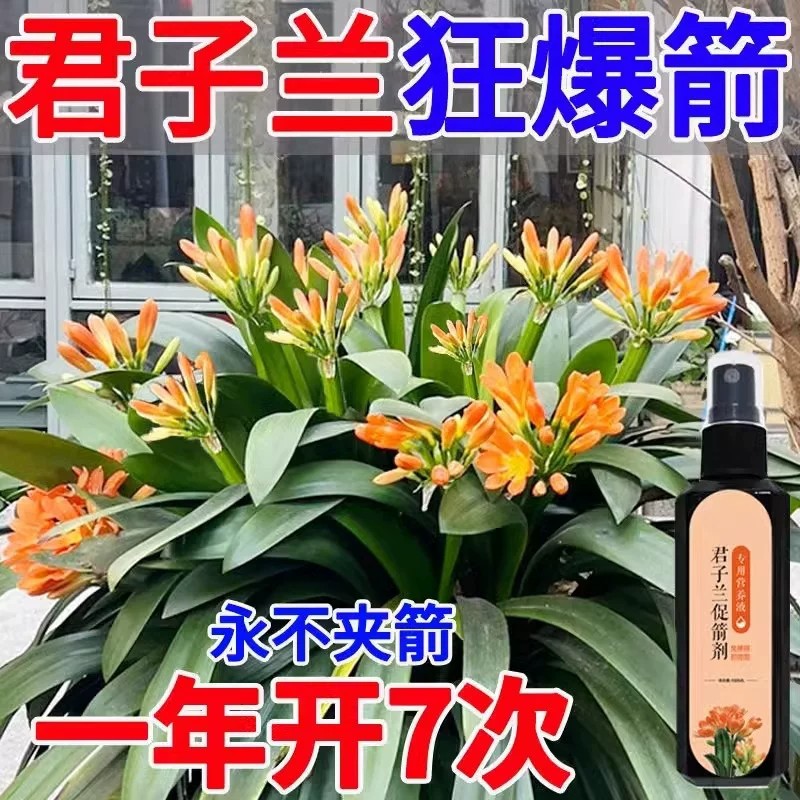 君子兰促花箭防黄叶免稀释营养液