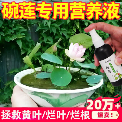 碗莲专用营养液睡莲肥料