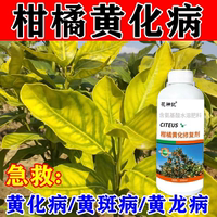 【果树黄化】黄化病专用肥黄叶卷叶黄斑黄龙病果树橙柑橘桔树通用