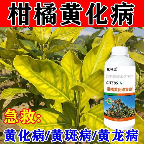 【果树黄化】黄化病专用肥黄叶卷叶黄斑黄龙病果树橙柑橘桔树通用