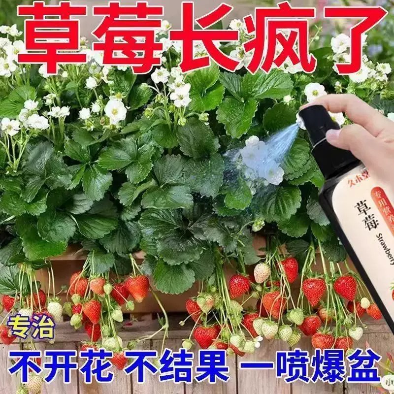 草莓营养液防黄叶花促果免稀释
