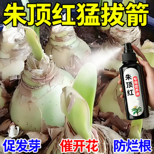 朱顶红肥料专用肥营养液球根植物风信子郁金香仙客来种球通用盆栽