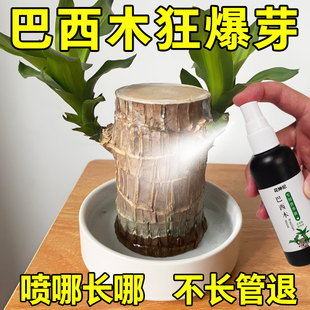 巴西木营养液专用肥料室内幸运木水培促爆芽防黄叶底部生根液体肥