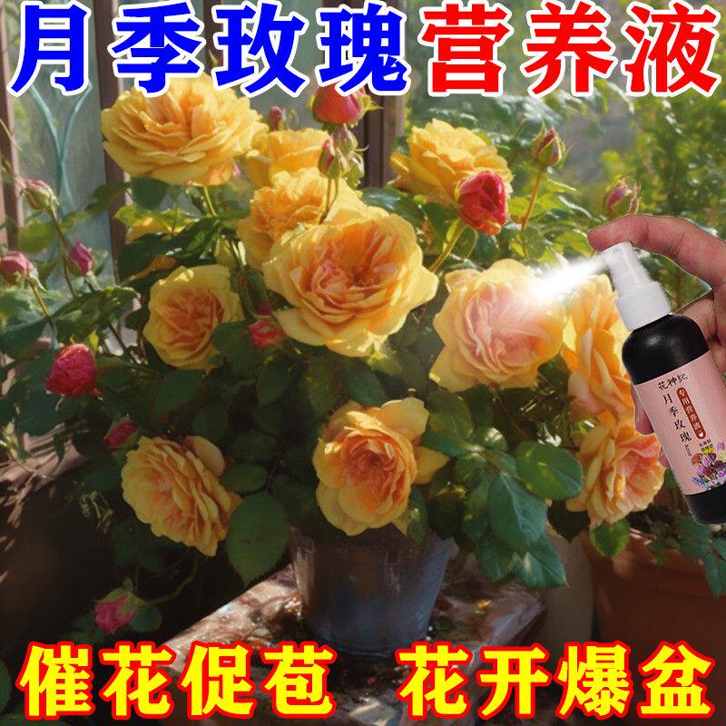 月季玫瑰黑斑白粉黄枯萎营养液