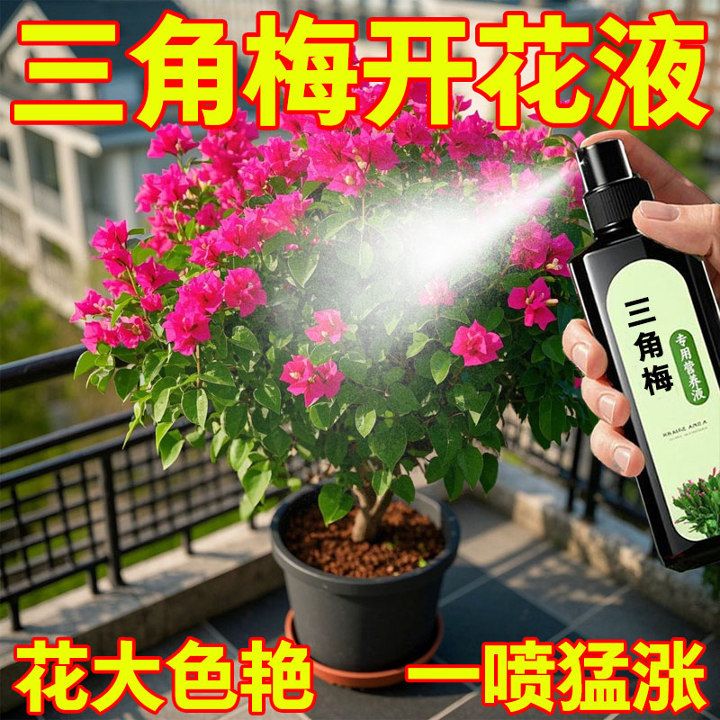 三角梅开花专用营养液