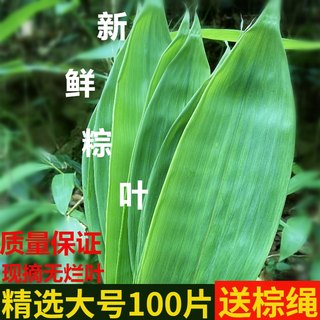 粽叶新鲜野生特大粽子叶箬叶100片现摘江西省农产品真空免邮送绳