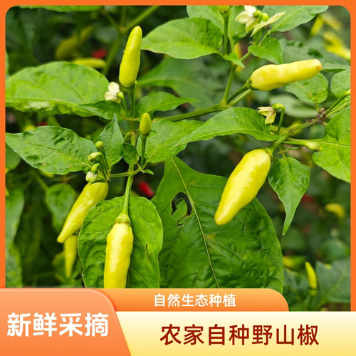 新鲜采摘野山椒做泡椒优选