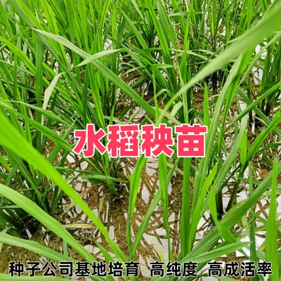 水稻秧苗带土发货易栽培水培植物杂交常规种植