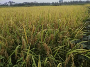 长粒香竹香茉莉香米水稻种子食味金奖猫牙浓香早中晚稻一斤杂交种