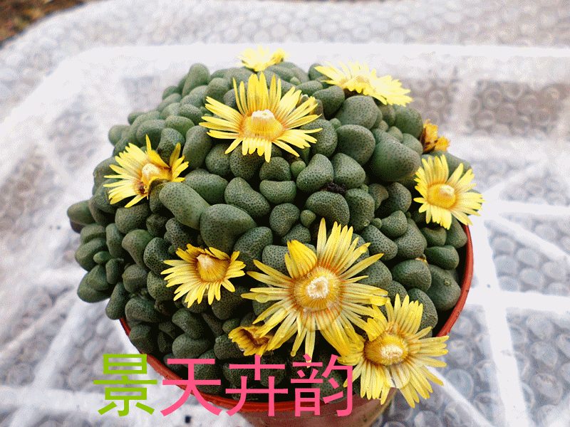 景天卉韵 老桩 多肉植物 [ 唐扇] 迷你盆栽 绿植创意 番杏科群生