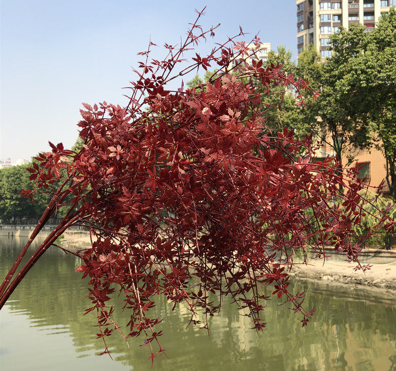 仿真假树叶玫瑰草尤加利叶婚庆花配叶婚纱摄影背景装饰配材花草