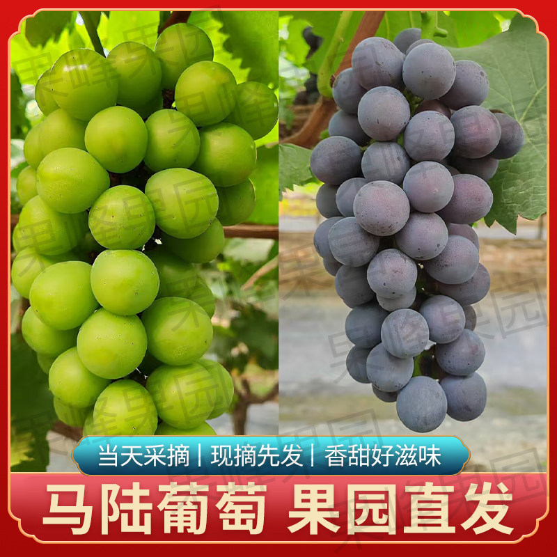 马陆精品夏黑奶油双拼 葡萄新鲜水果当季现摘现发顺丰冷链配送