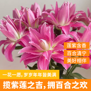 妲己鲜花出品紫红色重瓣百合紫莲花多头A级全店鲜花云南基地直发