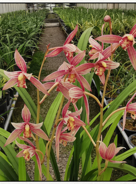 建兰市长红四季兰红色花夏秋开花好养