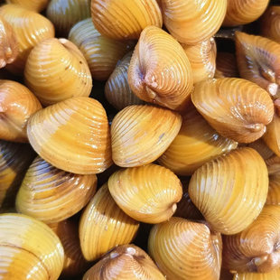 当天现捕淡水黄沙蚬淮河特产新鲜溪蚬子腌制黄蚬子新鲜蛤蜊河蚬子