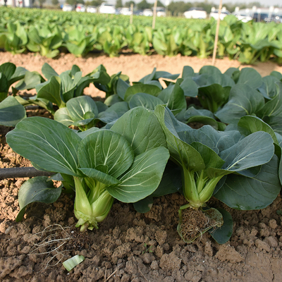 黑叶矮脚青种子苏州青黑油菜上海青小青菜种籽耐寒四季播蔬菜种子
